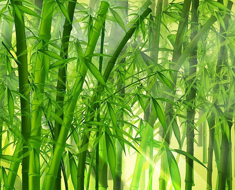 News How much do you know about bamboo fabrics?