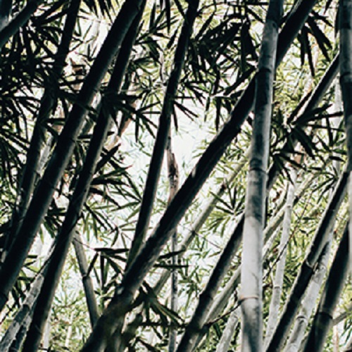 dc887d8d-8e0d-4f1f-acee-89db95b56fb4.__CR0,0,300,300_PT0_SX300_V1___